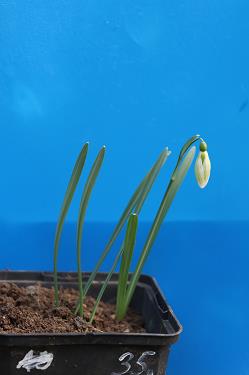 Galanthus nivalis forms sale 2026 Galanthus nivalis forms sale 2026