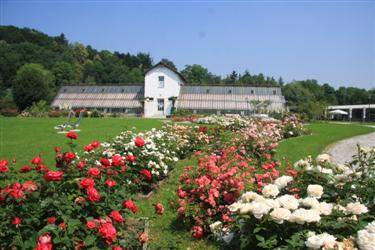 rastlinjak tivoli, razstava orhidej, sredozemske rastline, razstava plastik, rožni vrt, vrtnice, park tivoli, vrtnice v tivoliju