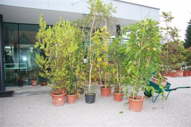tovornjak rastlin, donacija rastlin, transport rastlin, botanični vrt bonn, Botanische Gärten der Universität Bonn