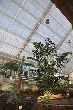 Tropski rastlinjak Tropski rastlinjak