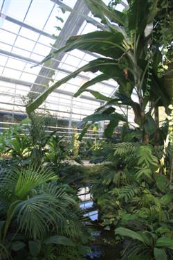 tropski rastlinjak, univerza v ljubljani, botanični vrt