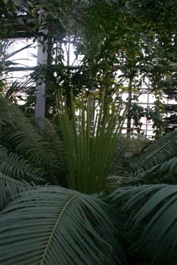 tropski rastlinjak, tropske rastline, tropski gozd, tropski vrt, pragozd, džungla, tropski deževni gozd