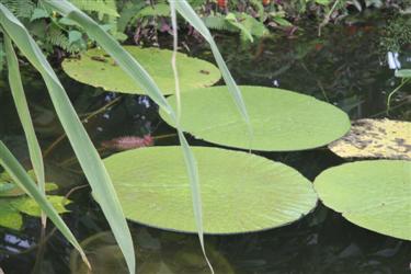 viktorija, victoria amazonica, orjaški lokvanj, lokvanj