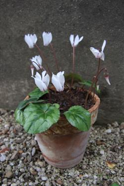 ciklame, cyclamen purpuracens, sorte ciklam, različne ciklame, raznolikost ciklam, bela ciklama