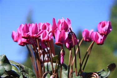 cyclamen, cyclamen slovenia, cyclamen bled, cyclamen purpuracens, cyclamen different cultivars, cyclamen diversity