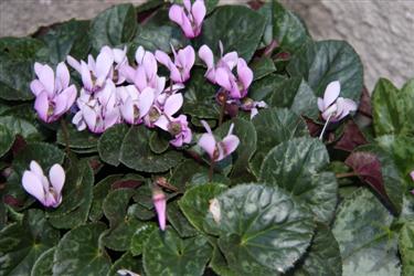 cyclamen, cyclamen slovenia, cyclamen bled, cyclamen purpuracens, cyclamen different cultivars, cyclamen diversity