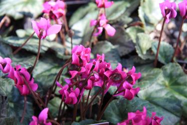 cyclamen, cyclamen slovenia, cyclamen bled, cyclamen purpuracens, cyclamen different cultivars, cyclamen diversity