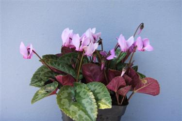 cyclamen, cyclamen slovenia, cyclamen bled, cyclamen purpuracens, cyclamen different cultivars, cyclamen diversity