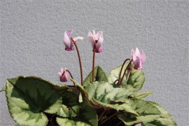 cyclamen, cyclamen slovenia, cyclamen bled, cyclamen purpuracens, cyclamen different cultivars, cyclamen diversity