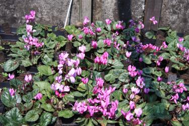 ciklame, prodaja ciklam, cyclamen purpuracens, sorte ciklam, različne ciklame, raznolikost ciklam