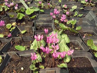 Cyclamen