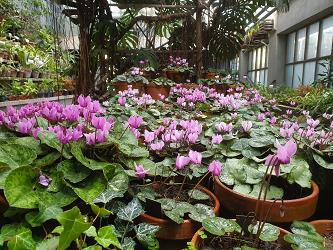 Cyclamen