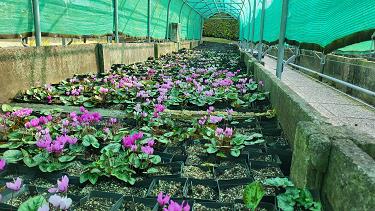Cyclamen