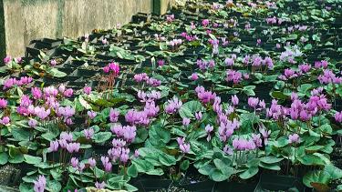 Cyclamen
