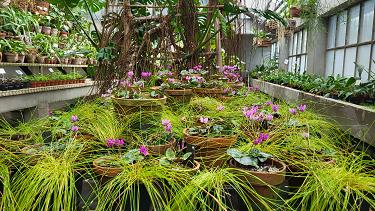 Cyclamen