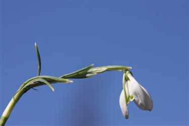 Galanthus nivalis, zvončki, zvonček, navadni zvončki