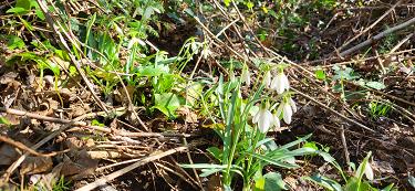 Silvestrski zvončki Silvestrski zvončki