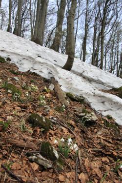 Zadnji zvončki 2013