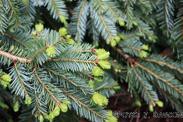 Abies alba