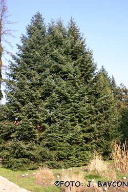 Abies cephalonica