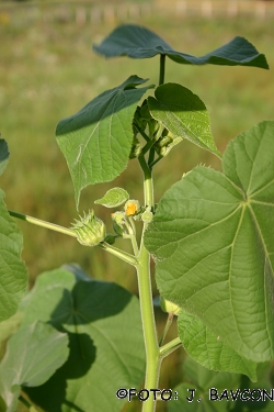 Abutilon theophrasti