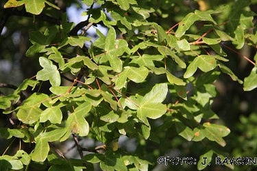 Acer monspessulanum