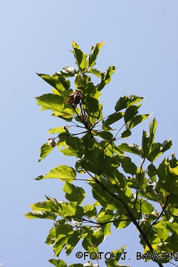 Acer tataricum