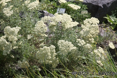 Achillea clypeolata