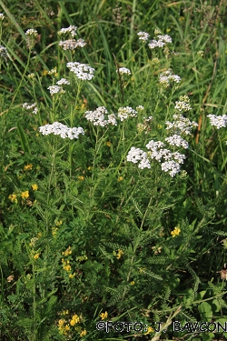 Achillea millefolium