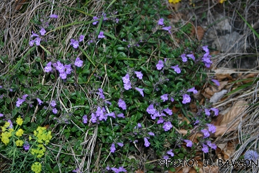 Acinos alpinus