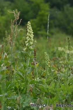 Aconitum lycoctonum subsp. lycoctonum