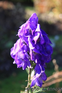 Aconitum vitosanum