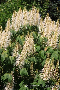 Aesculus parviflora