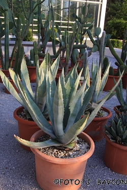 Agave americana