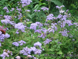 Ageratum houstonianum