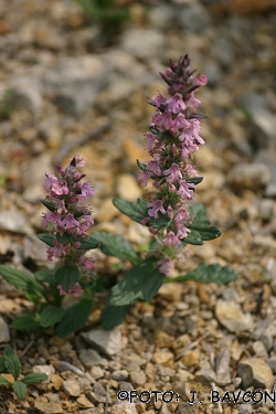 Ajuga genevensis