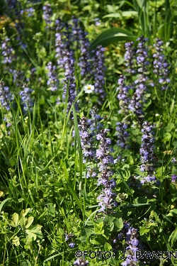 Ajuga reptans