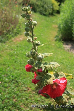 Alcea rosea