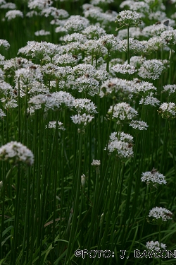 Allium albidum