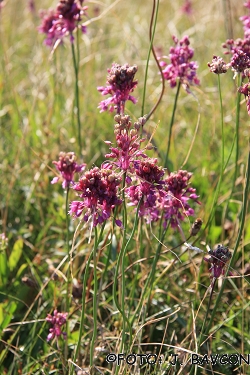 Allium carinatum subsp. carinatum  