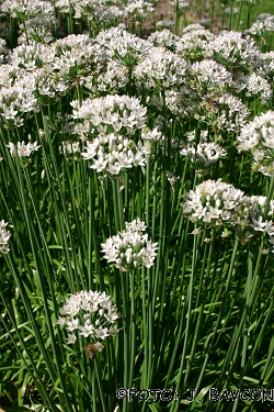 Allium neapolitanum