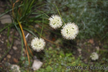 Allium ochroleucum