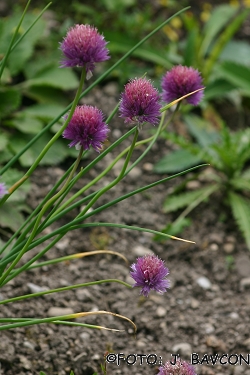 Allium schoenoprasum subsp. alpinum