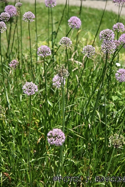Allium senescens