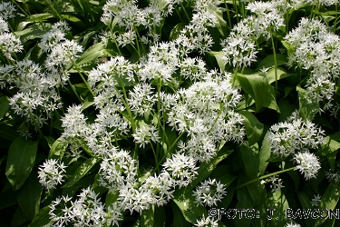 Allium ursinum 