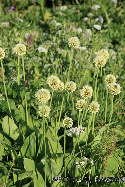 Allium victorialis