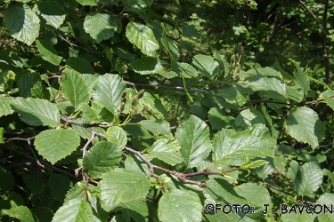 Alnus alnobetula