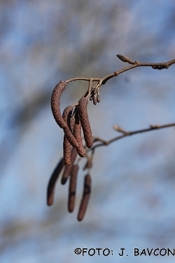 Alnus incana