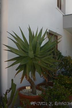 Aloe ferox