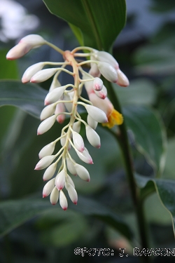 Alpinia speciosa